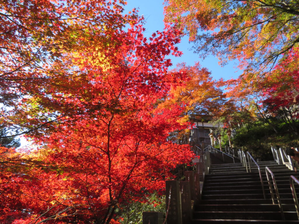 鮮やかな赤色が綺麗