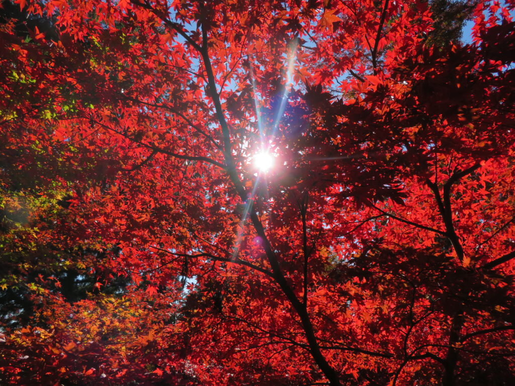 素晴らしい紅葉ですね!