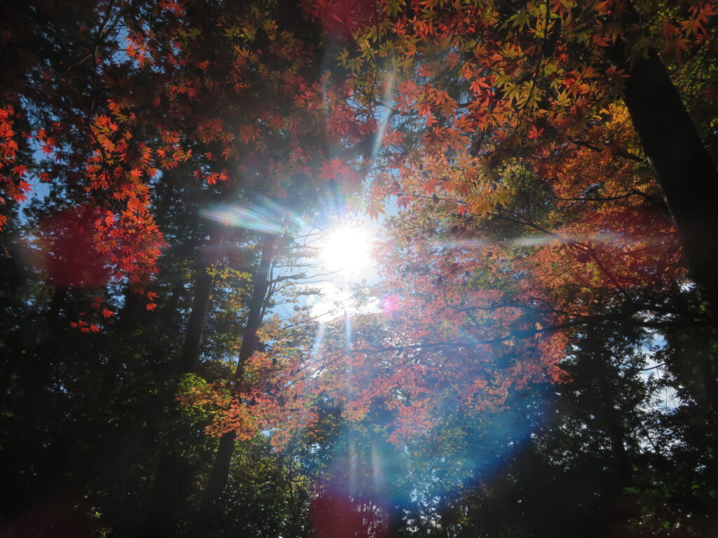 太陽の光が温かい