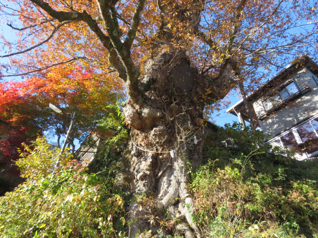 大迫力の「神代ケヤキ」
樹齢600年のようです