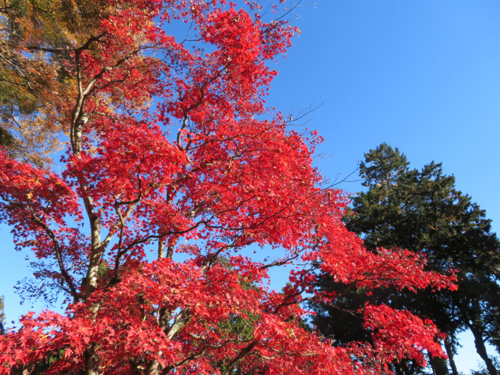 鮮やかな赤色が綺麗