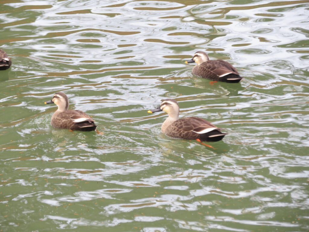 鴨がたくさん