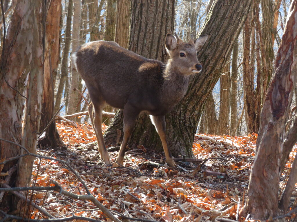 鹿がいました🫎