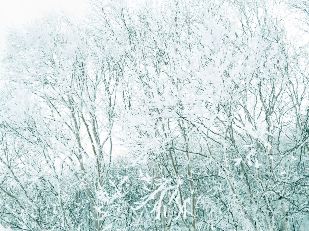 綺麗な樹氷ですね✨