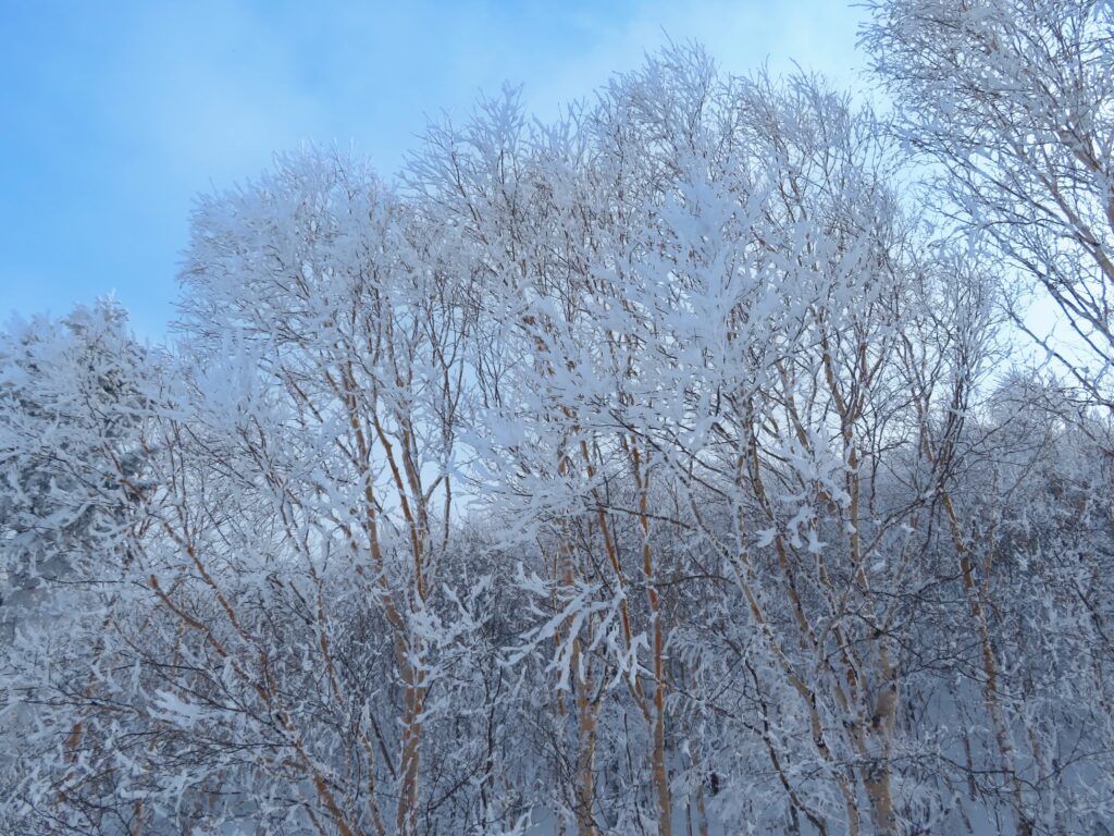 素晴らしい樹氷です！