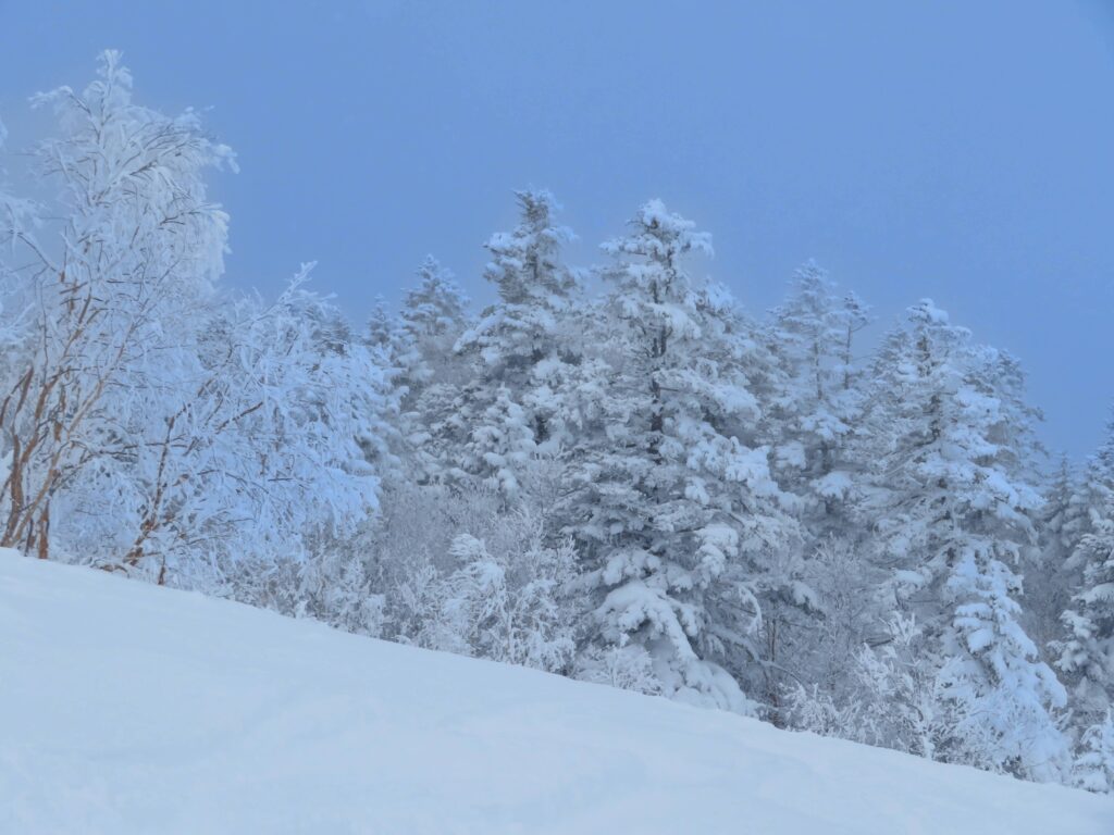 この木は樹氷が育っていますね