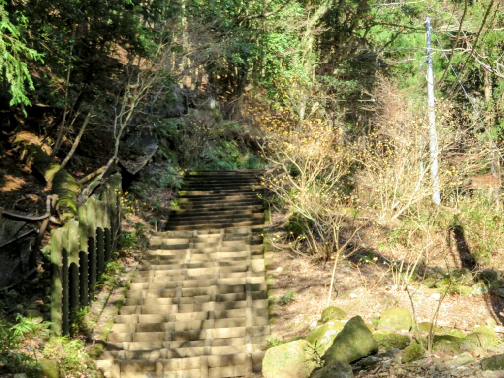 女坂の途中にミツマタが少し咲いています!