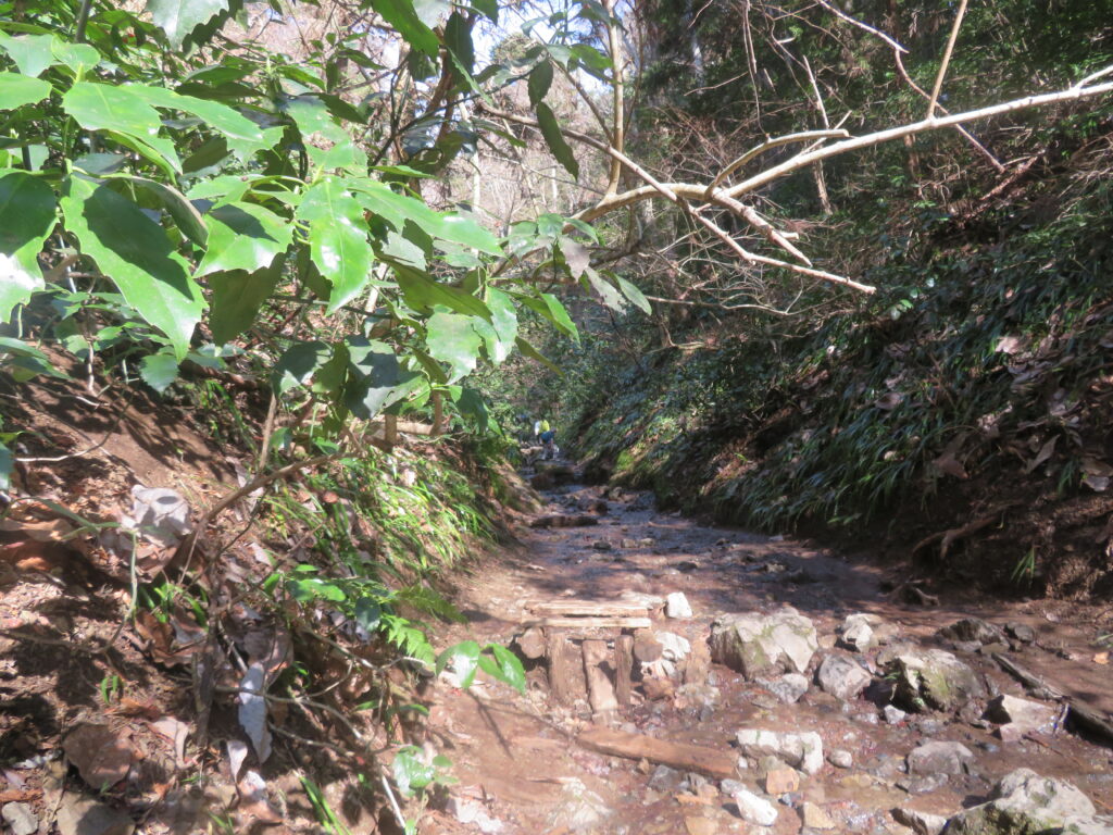 六号路を登っていきます