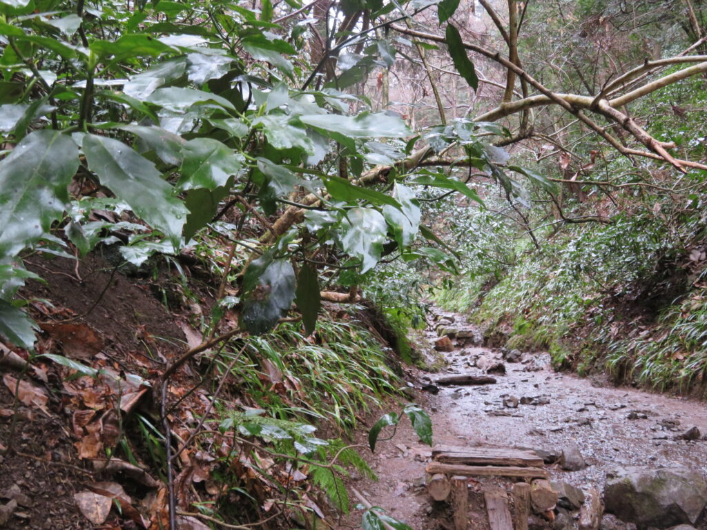 滑るので気をつけて登ります