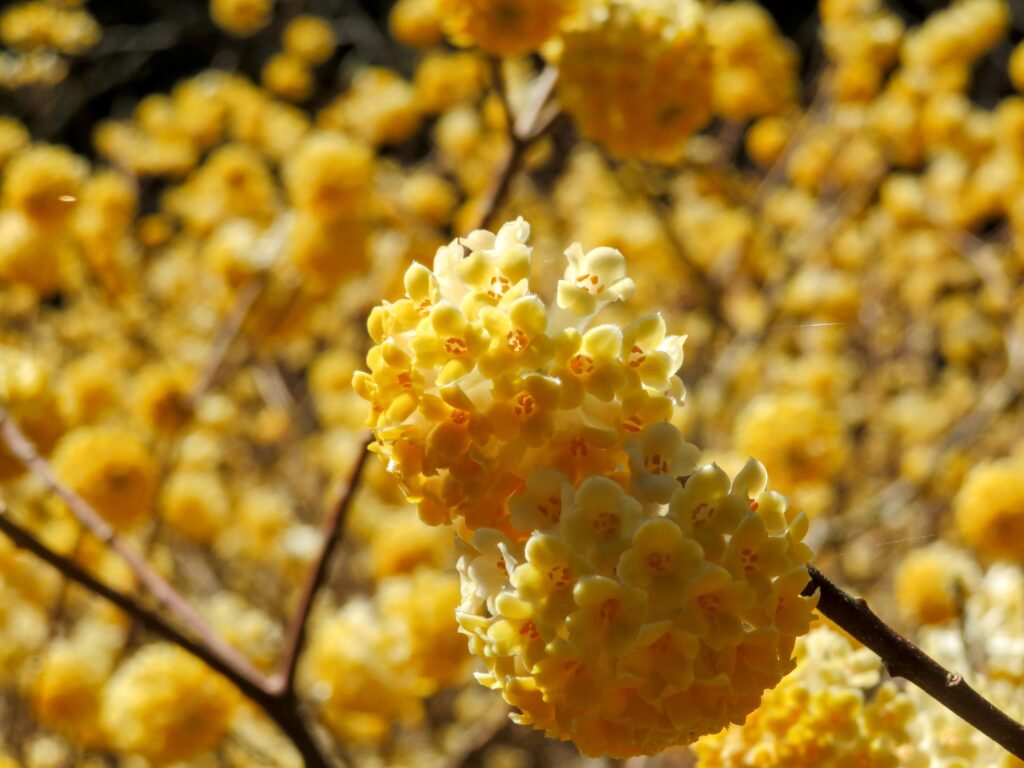 ミツマタが可愛い🥰