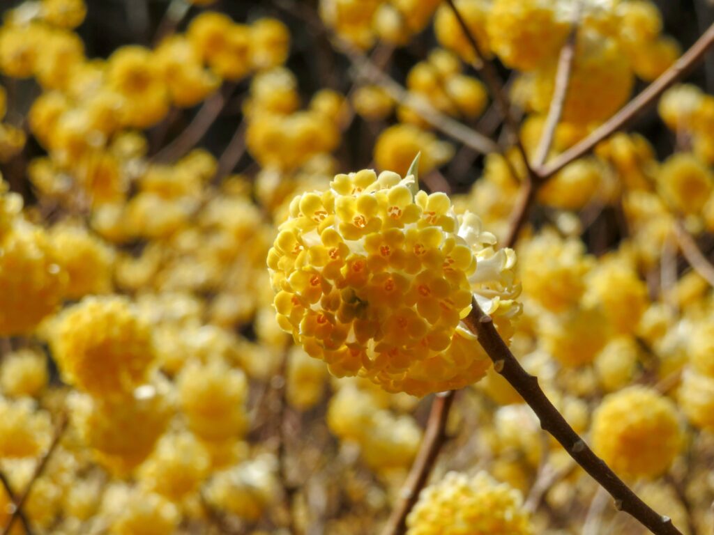 ミツマタが可愛い🥰