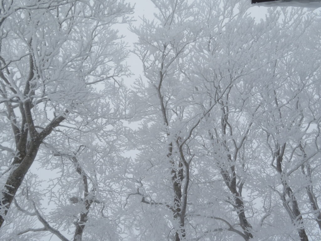 樹氷が綺麗！