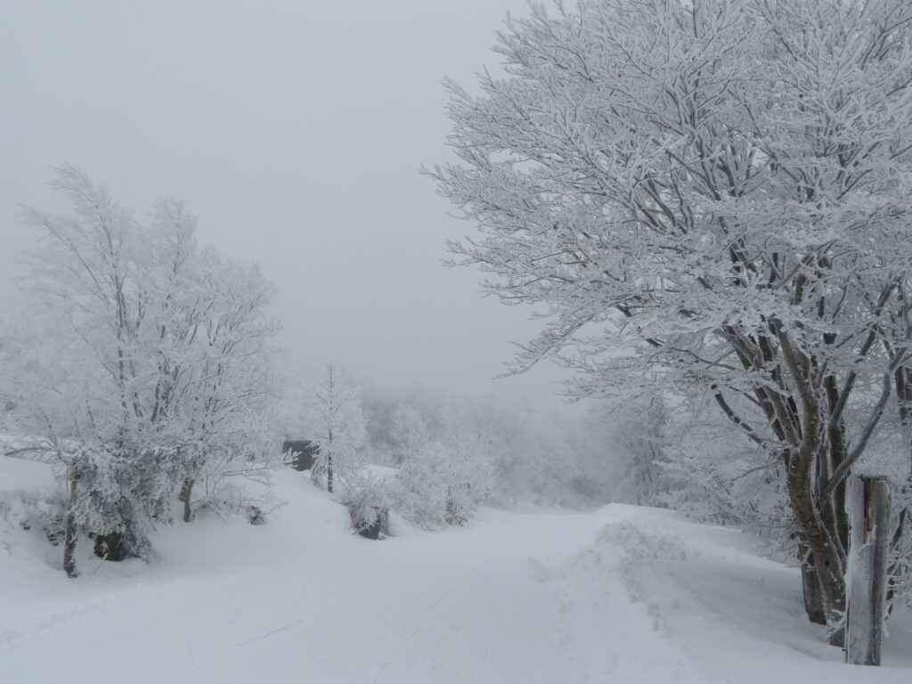 スカイケーブルへ向かいます
（初日は強風で運休していました）
