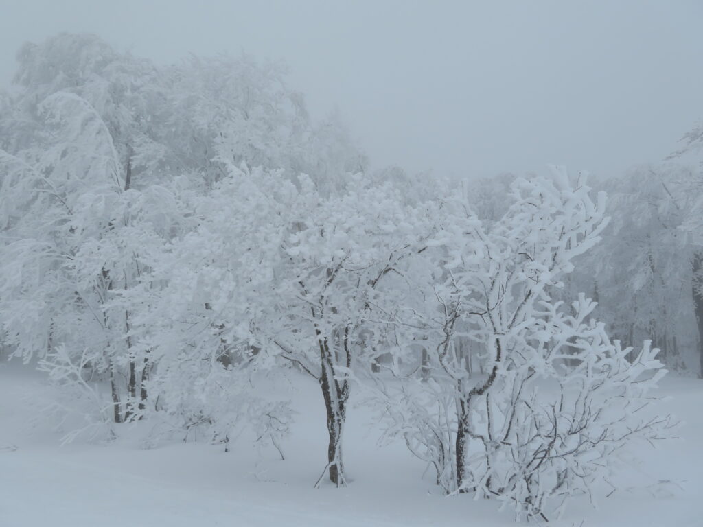 樹氷が綺麗！