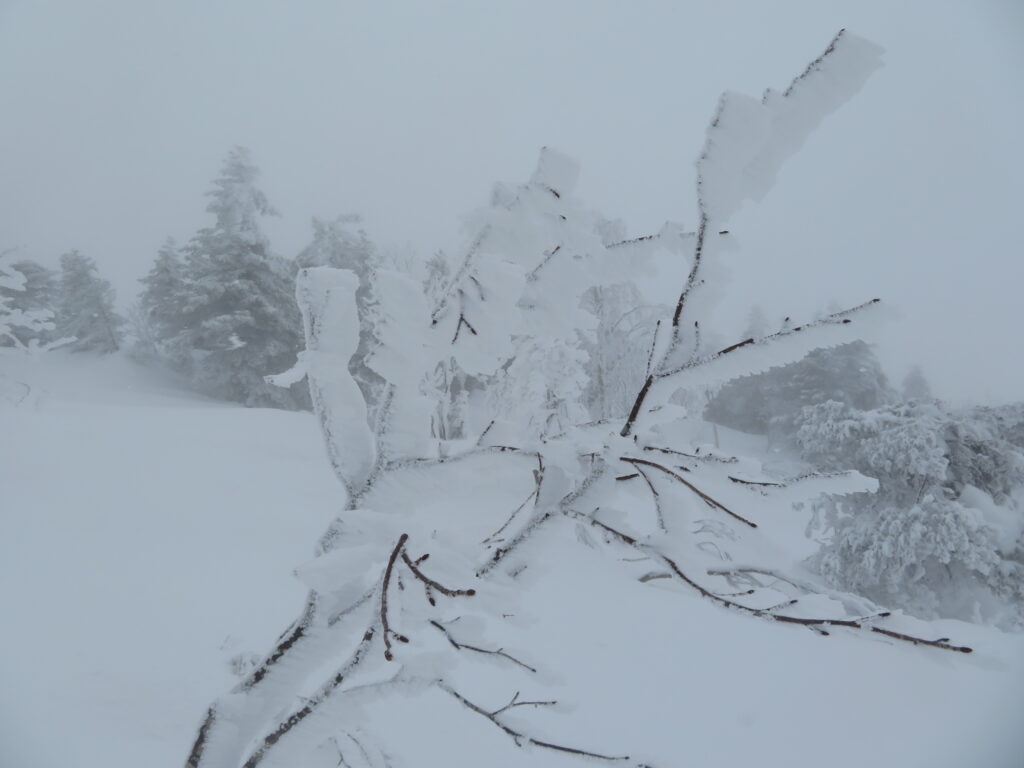 エビのしっぽ！