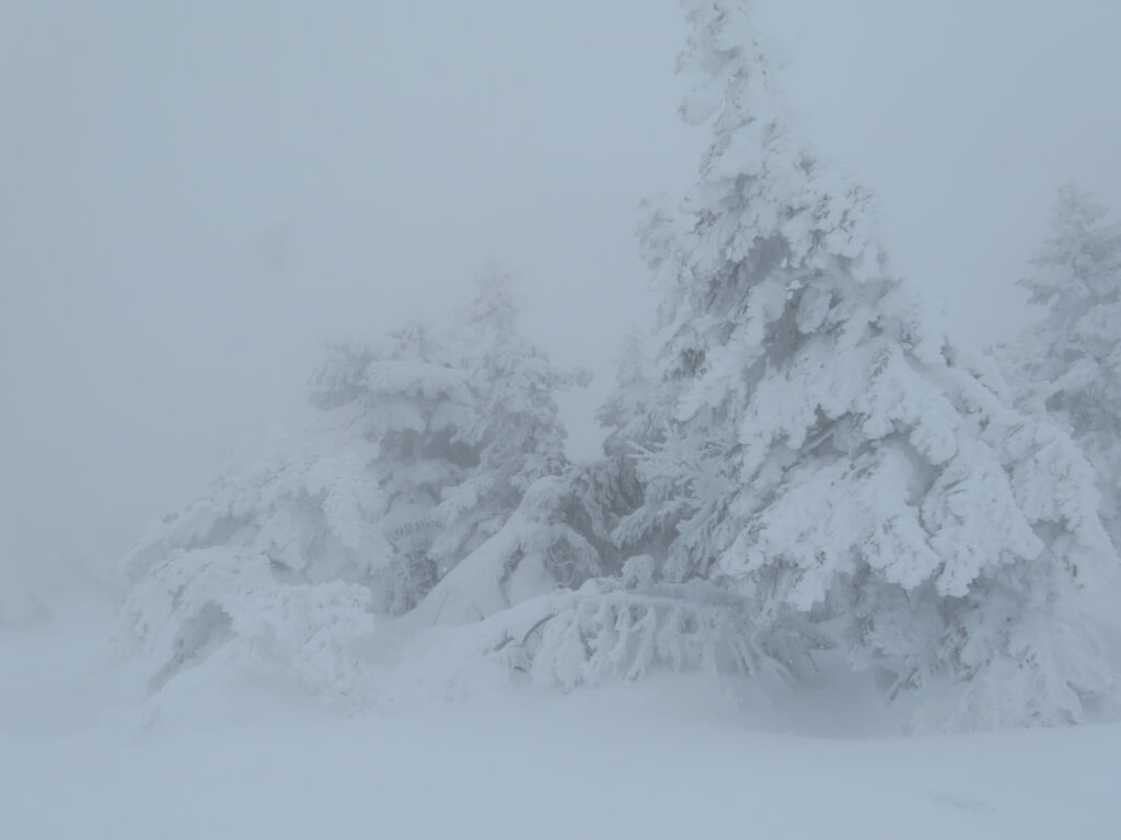 かなり樹氷が育っていて重そうです