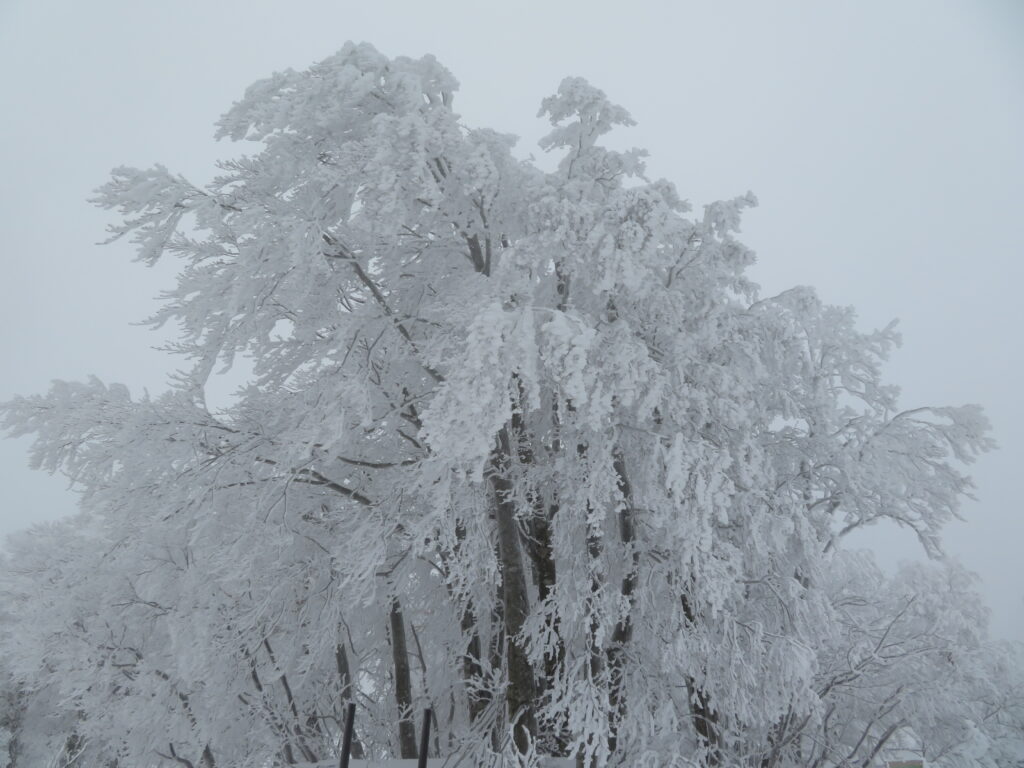 樹氷が綺麗！