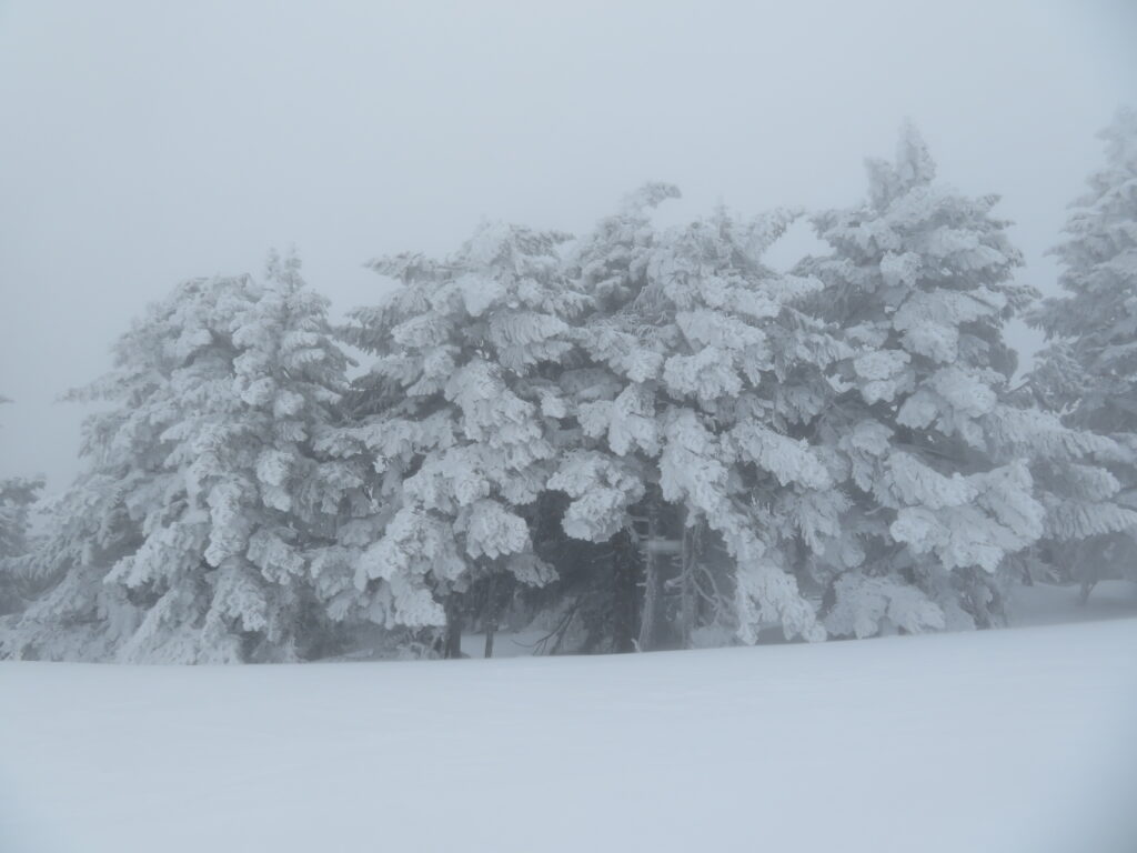 樹氷原コース
山頂付近はさすがに天気が悪い・・・