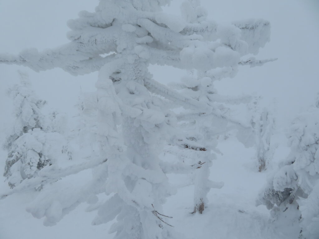 樹氷が育っていますね