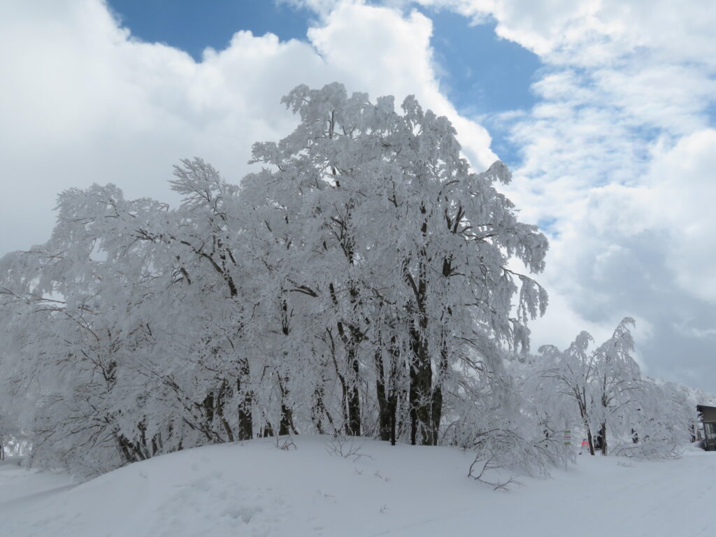 ザンゲ坂コースを下ってくると
天気がよくなってきました