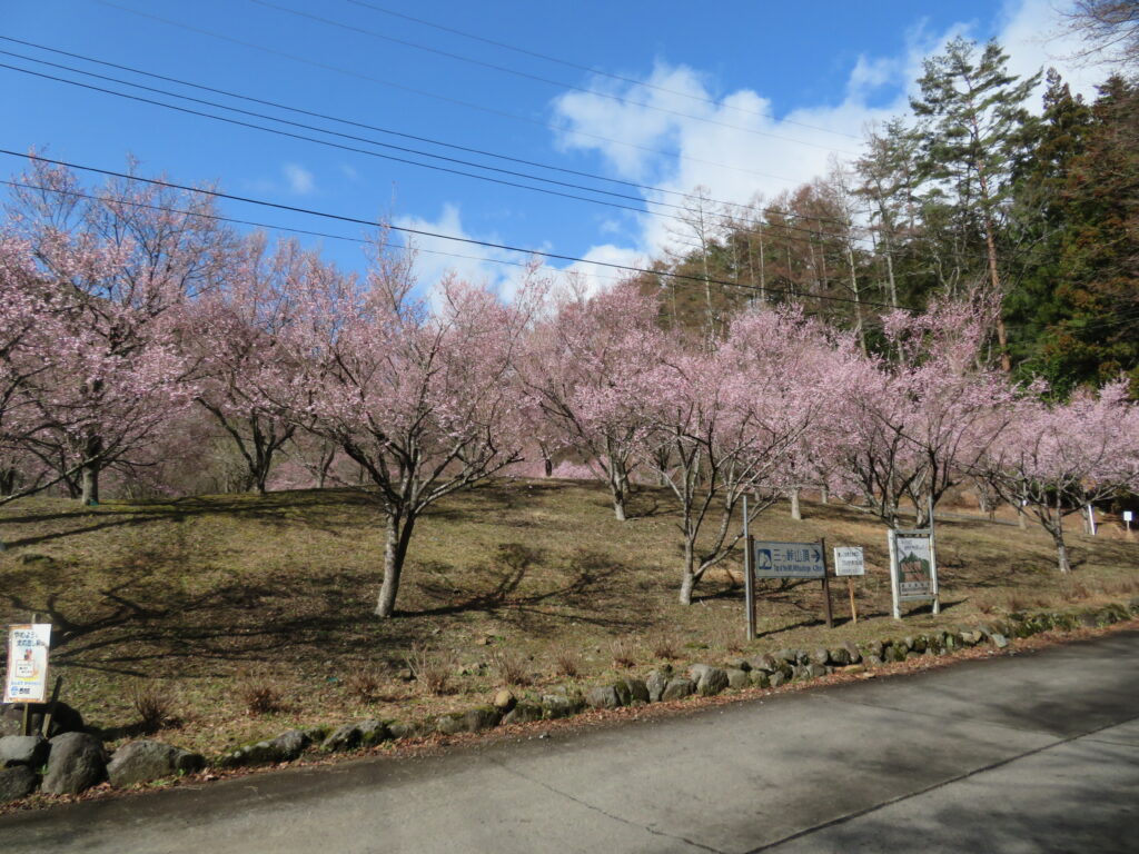 桜が満開🌸
登山口へ向かう途中に咲いてました