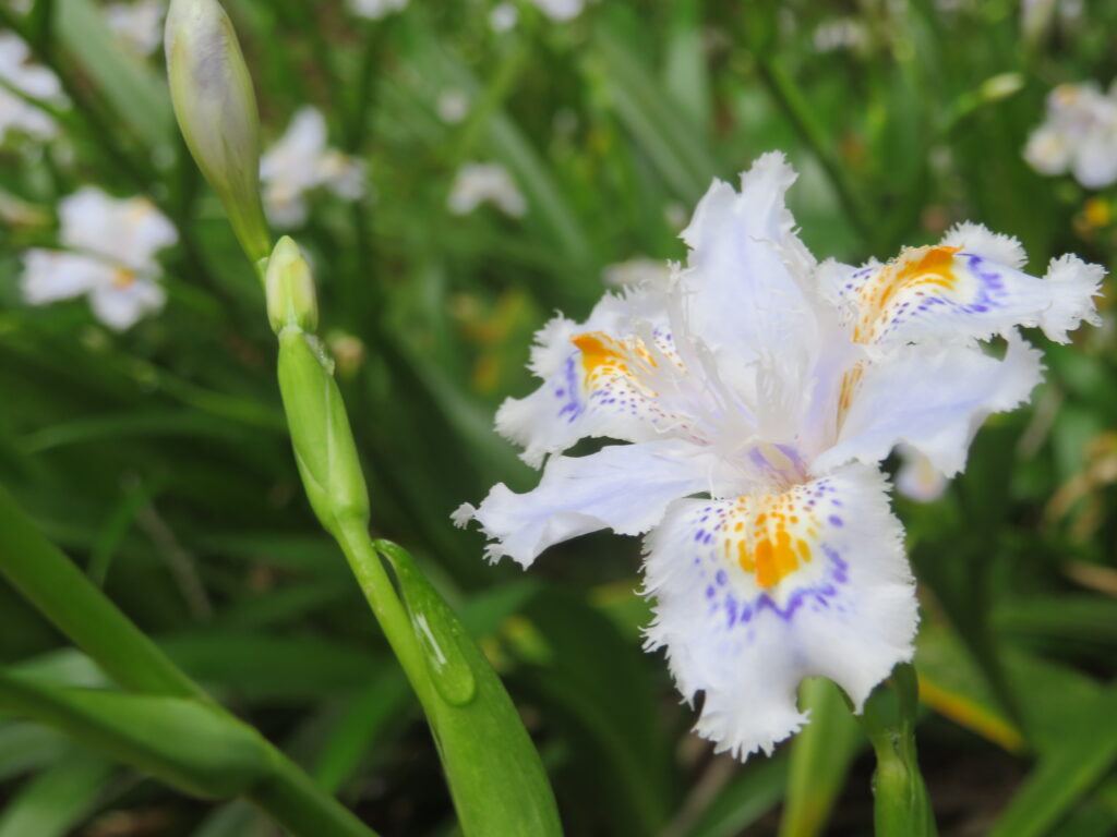 もみじ台を過ぎ、一丁平へ向かう途中