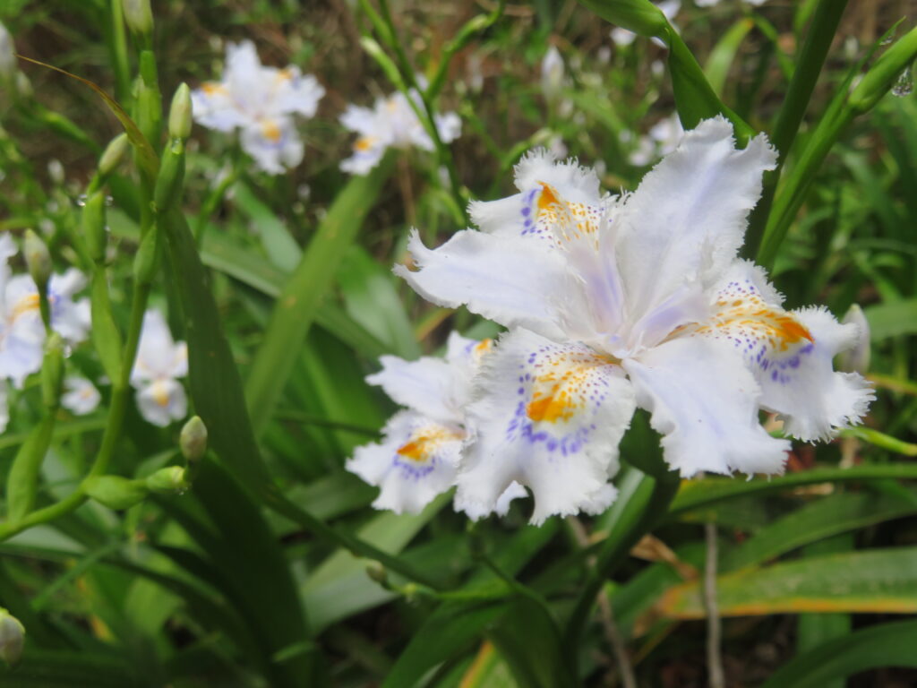 白い花びらに紫と黄色の模様がとても美しい！