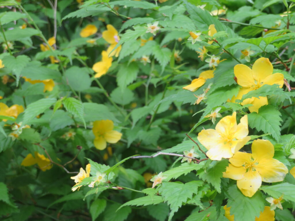 一面に黄色い花
（ヤマブキかな？）