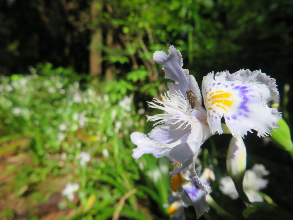 シャガ No.5
