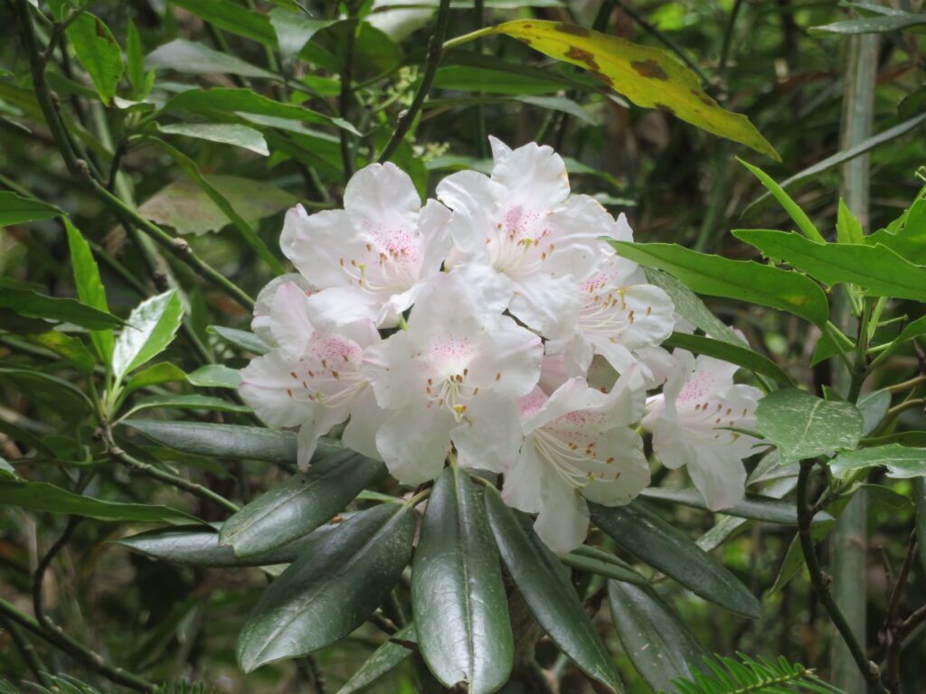 シャクナゲを発見