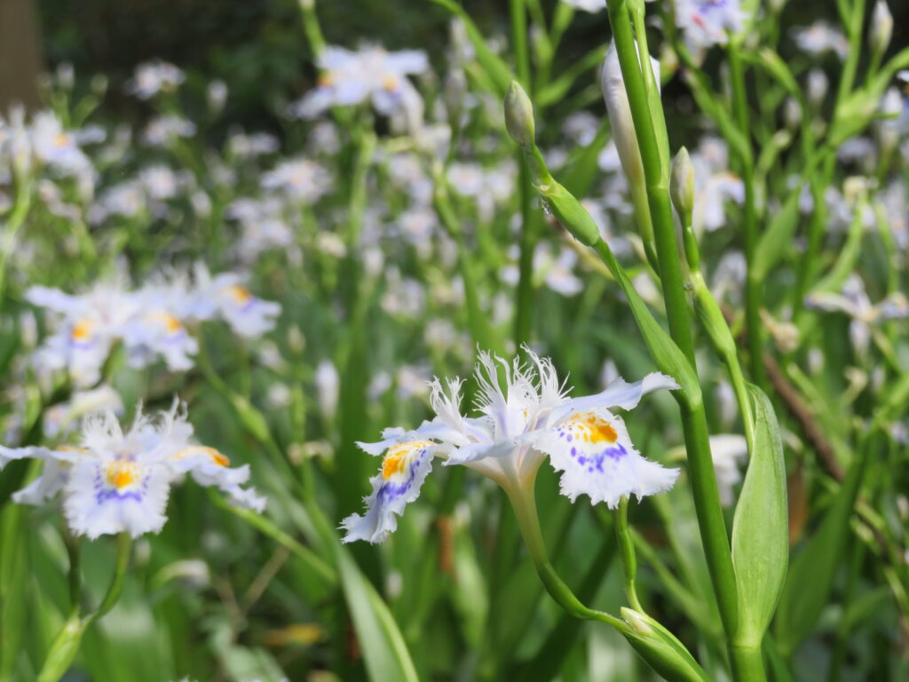 見頃はもう少し先かな