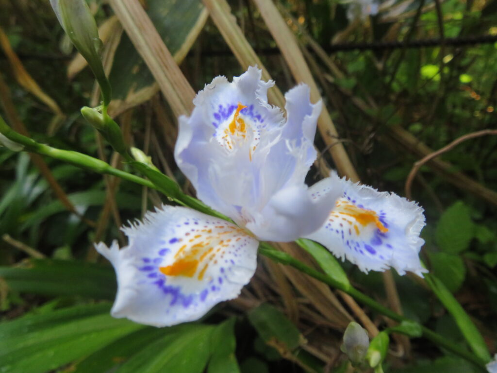 シャガ No.9