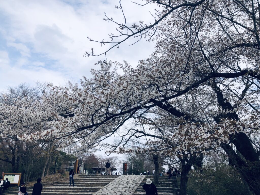 山頂の桜も満開🌸