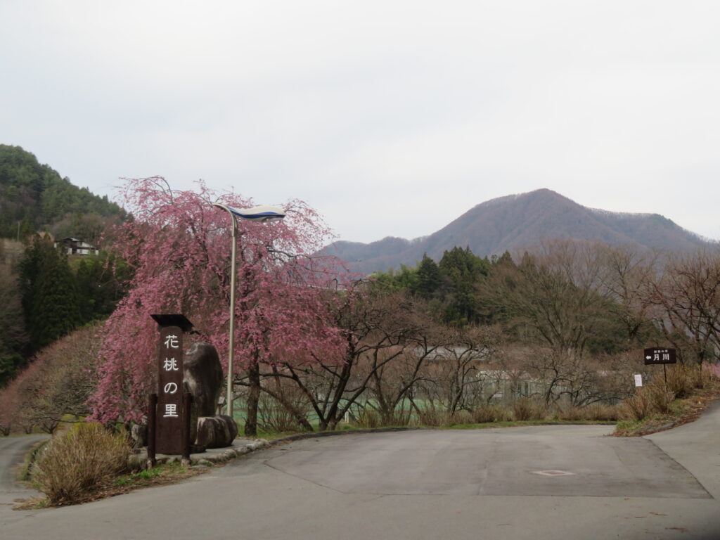 花桃の里まできました