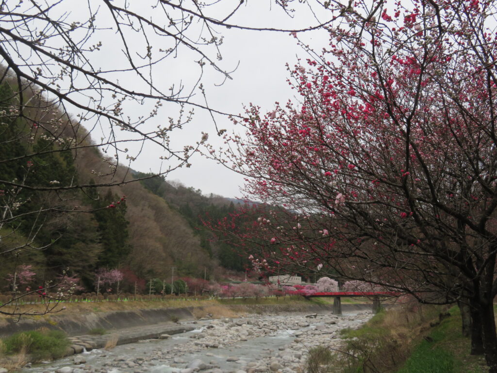 赤い橋まで歩いていきます
赤い橋付近は花桃が満開ですね