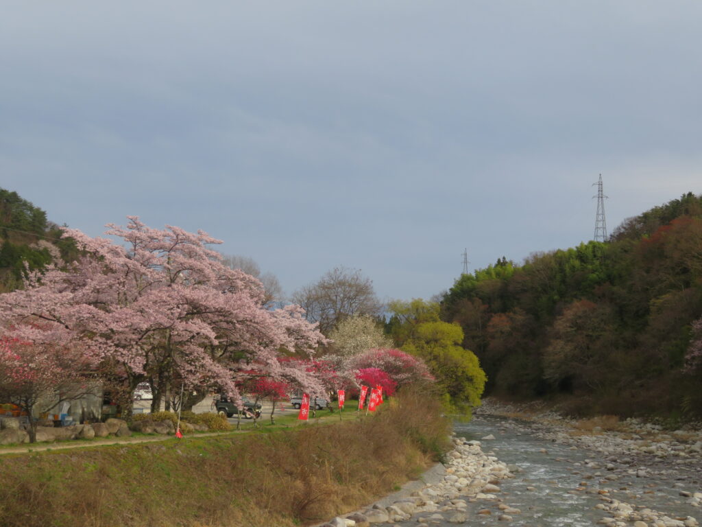 朝市会場まで戻ってきました