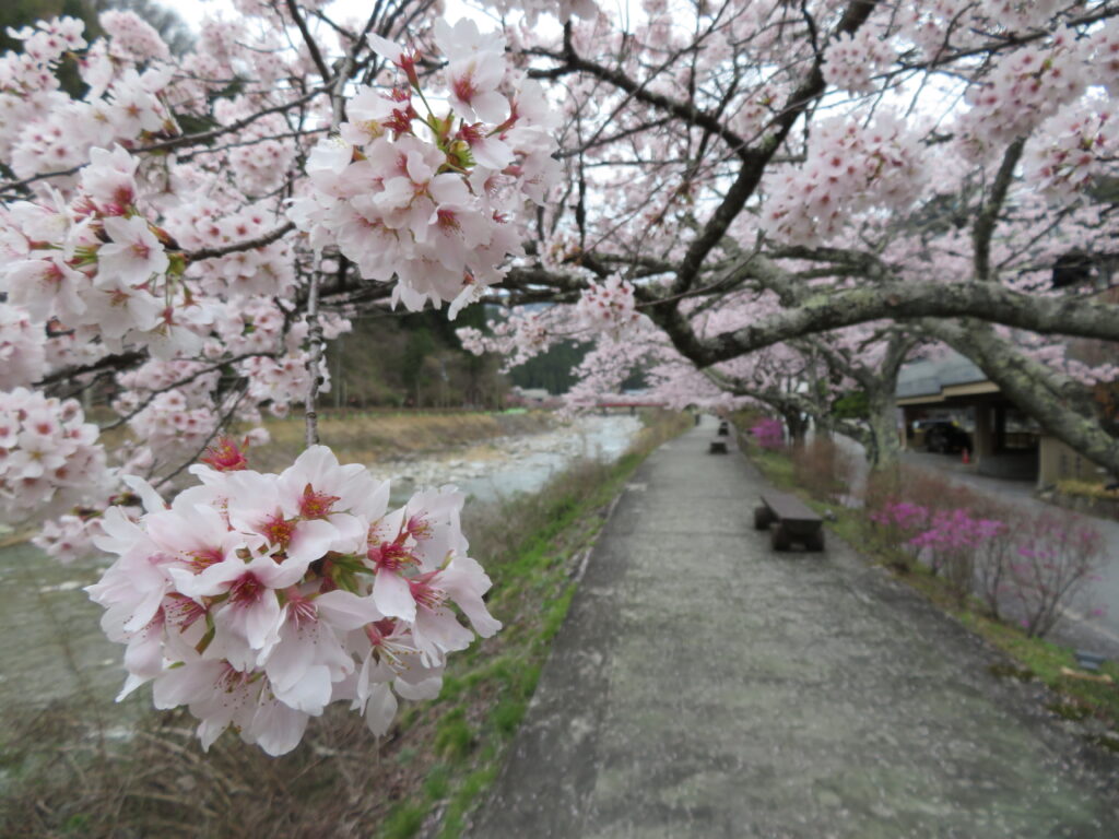 「桜並木」を歩いていきます
桜が満開です🌸