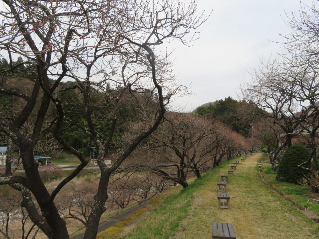 ゴールデンウィーク前後が見頃です
（渋滞に注意！）