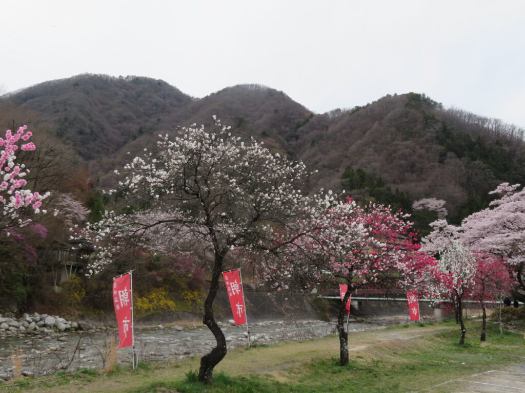 ピンク、赤、白の三色が素敵です