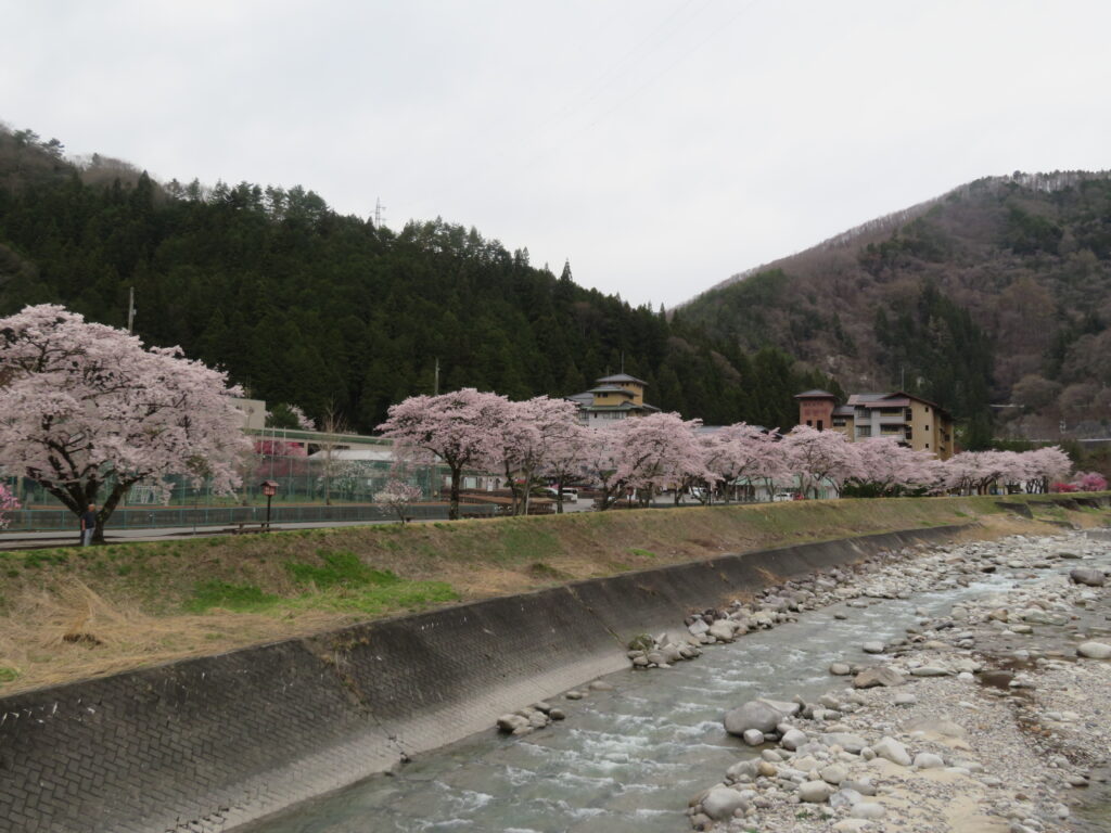 歩いてきた「さくら並木」
