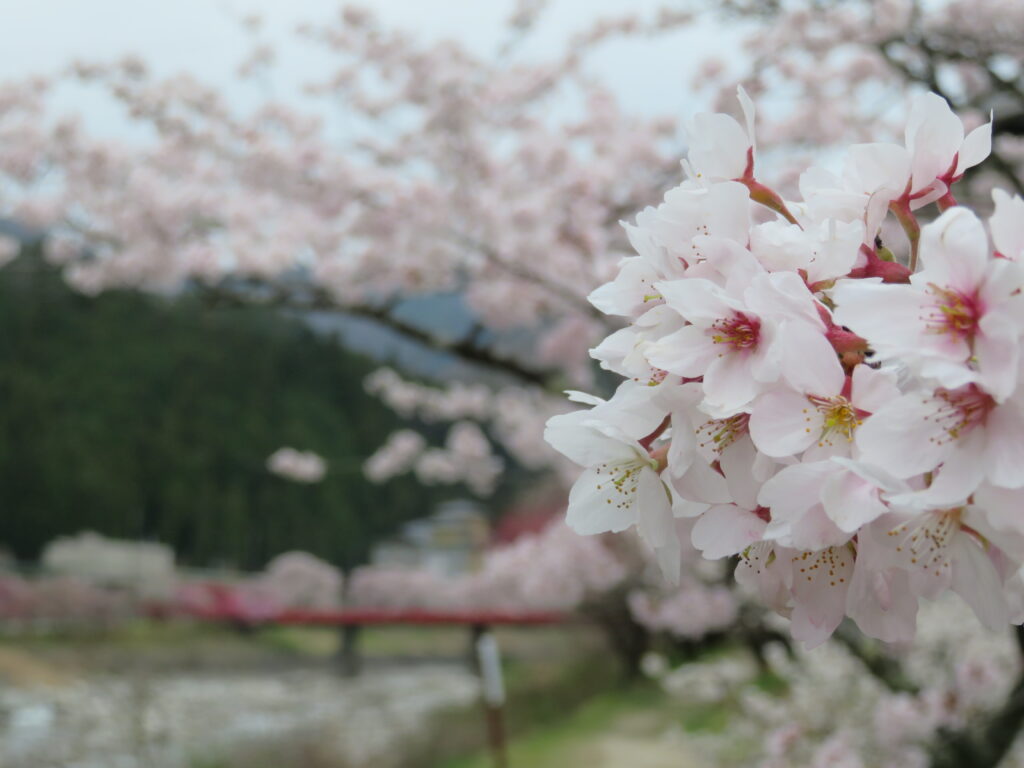 綺麗な桜です🌸
奥の赤い橋も素敵🌟