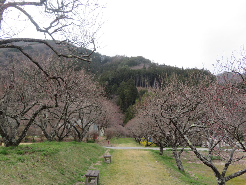 昼神温泉より標高が高いので、
4月上旬だとまだ咲いてませんね