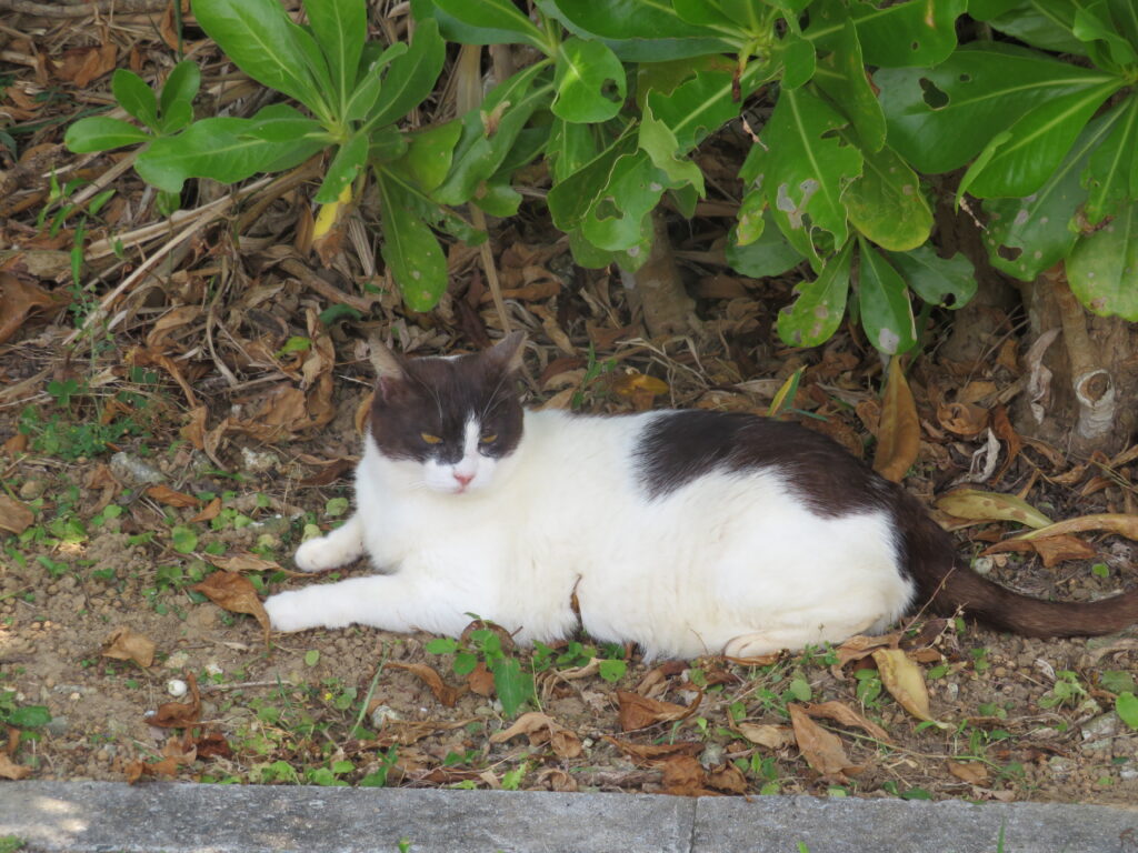 猫がたくさんいます