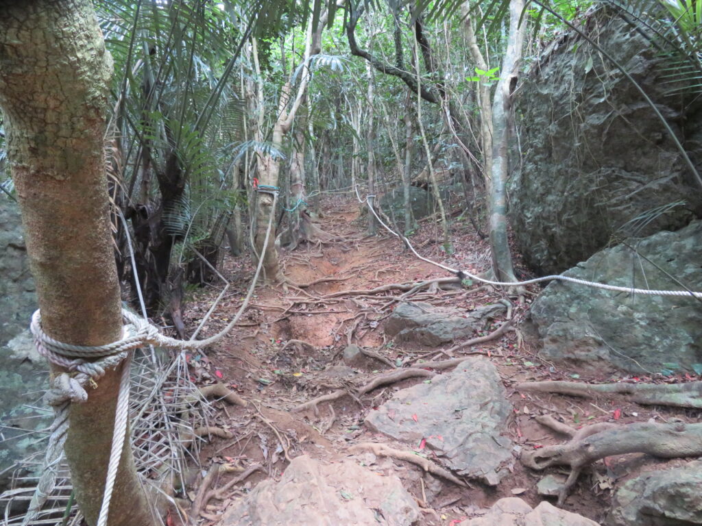 急登を登っていきます