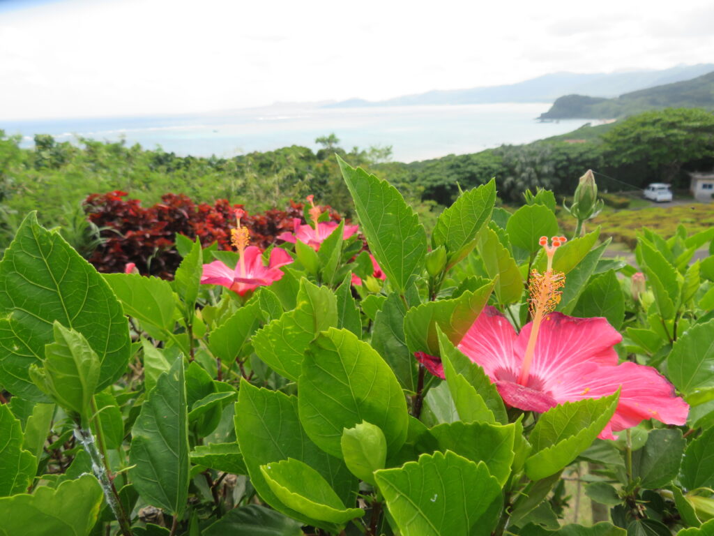 ハイビスカスがたくさん咲いてます🌺