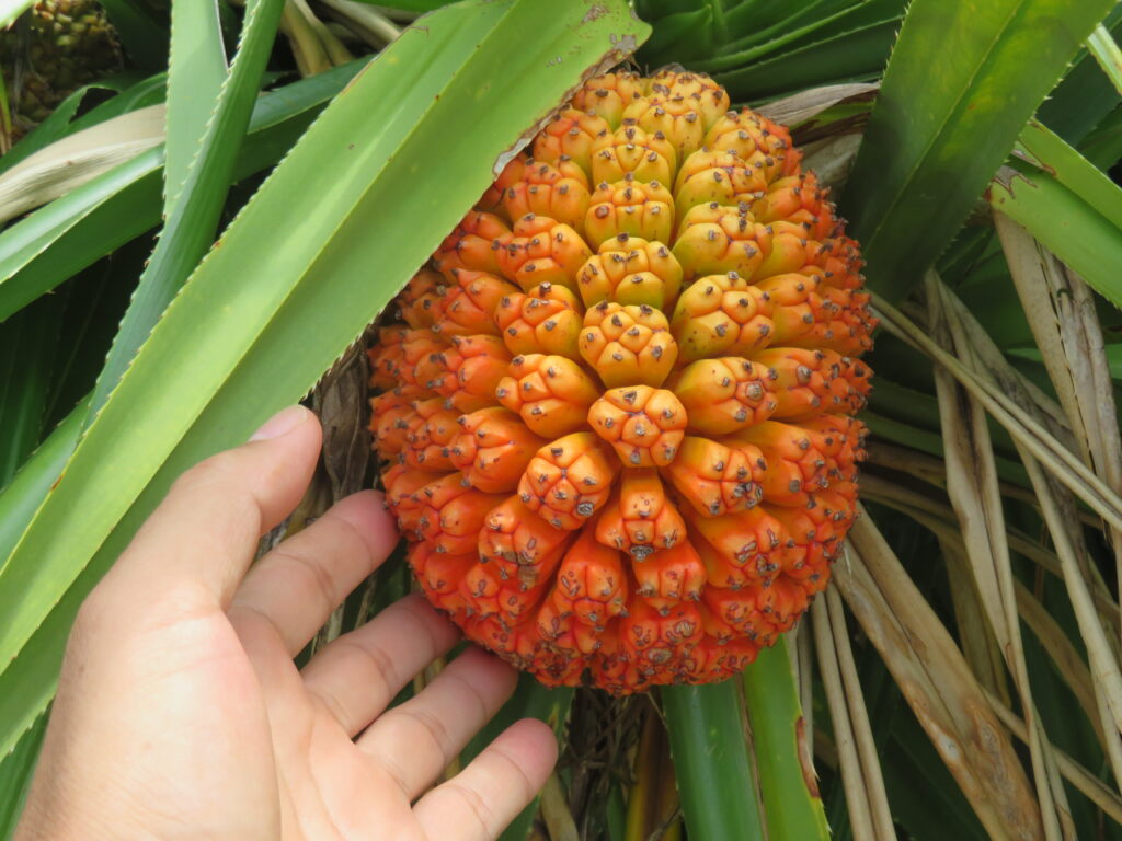 美味しそうなパイナップル🍍