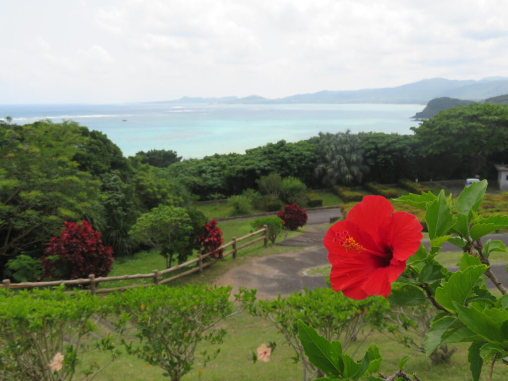 深紅のハイビスカスも綺麗🌺
