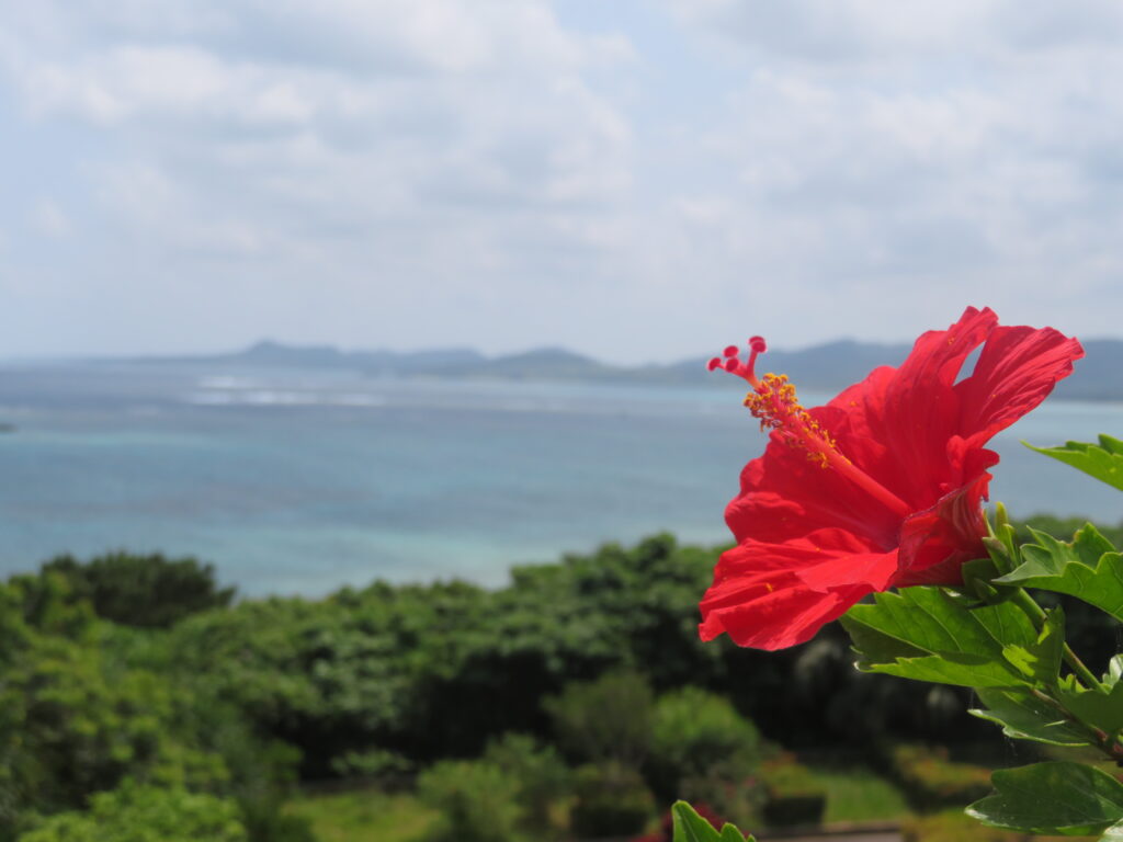 ハイビスカスと海