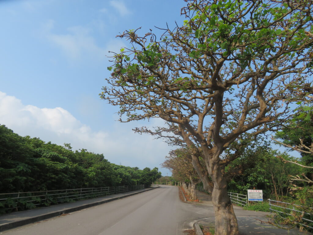 すでに南国の雰囲気
