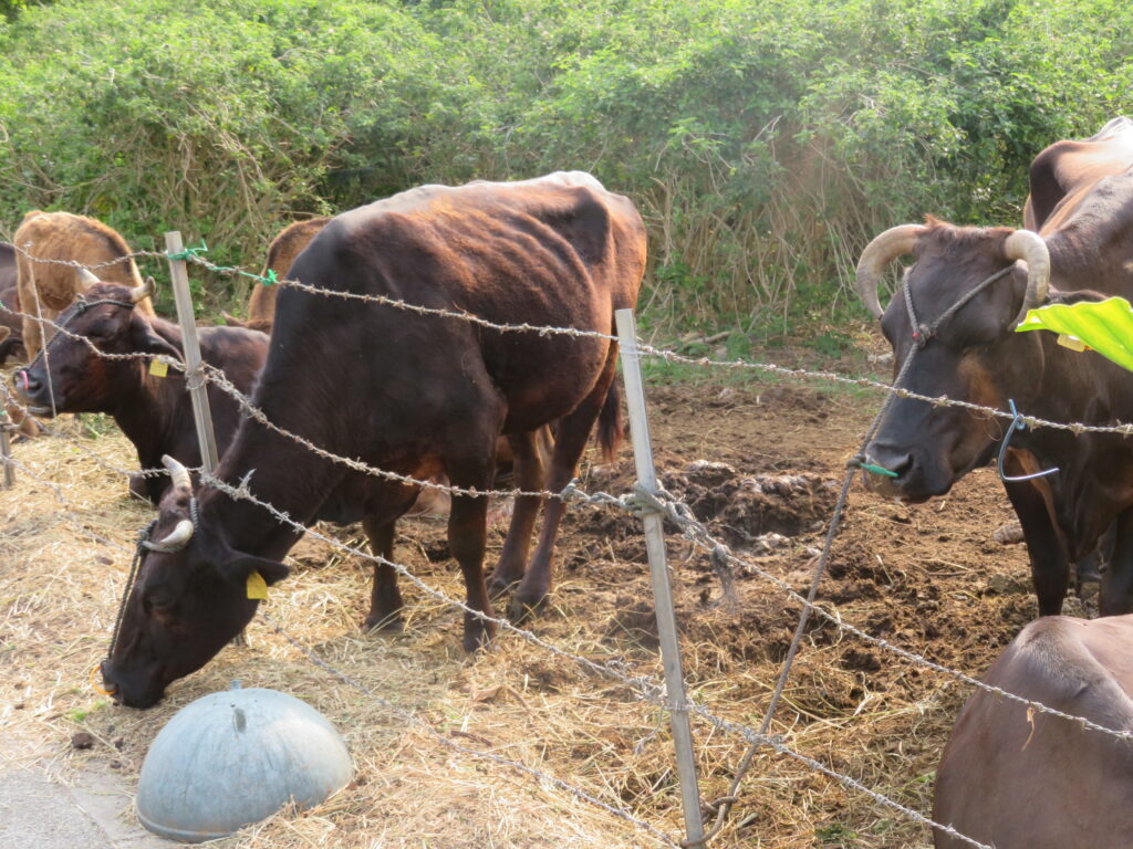 水牛が放牧されていました